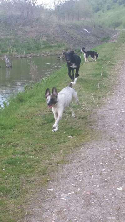 Foto Challenge Nr. 137 - Lass die Ohren fliegen-Beitrag-Bild