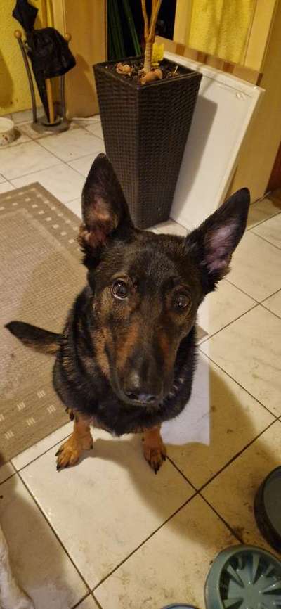 Vom Welpen zum Hund-Beitrag-Bild