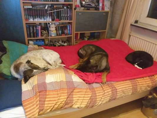 Hunde und Katzen harmonisch miteinander-Beitrag-Bild