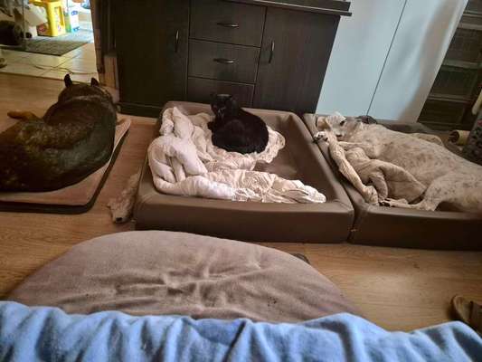 Hundebett-Beitrag-Bild