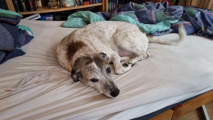 Vom Welpen zum Hund-Beitrag-Bild