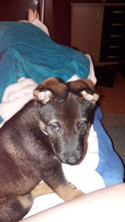 Vom Welpen zum Hund-Beitrag-Bild