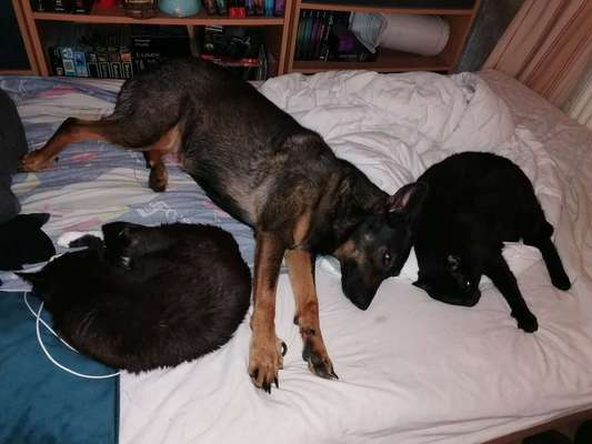 Hunde und Katzen harmonisch miteinander-Beitrag-Bild