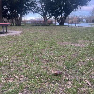 Giftköder-Giftköder-Bild