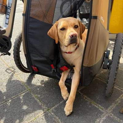 Hundetreffen-gemeinsame Trainings&Gassirunden-Bild