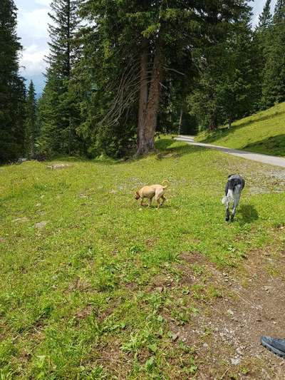 Hunde vom Tierschutzverein 🐕♥️-Beitrag-Bild