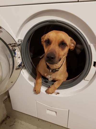 Foto's und Hundemodels-Beitrag-Bild