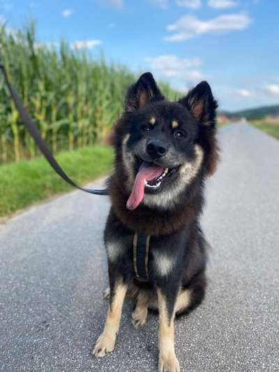 Eurasier hier?-Beitrag-Bild