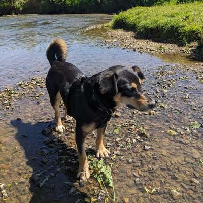 Hundetreffen-Gemeinsame Spaziergänge in und um Aachen-Bild