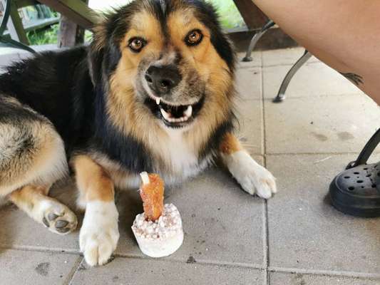 Die Dogorama-Wochen-Challenge "Die schönste Grimasse"-Beitrag-Bild