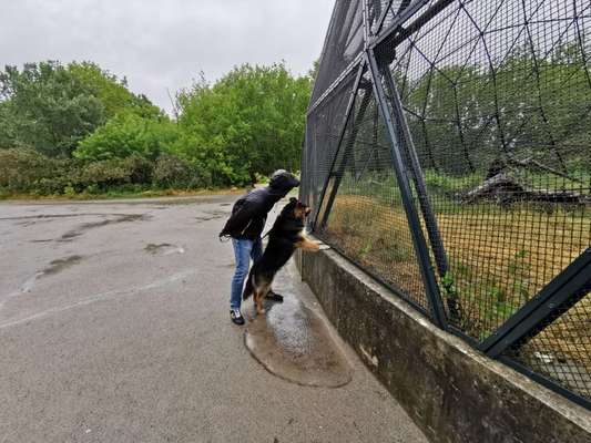 Die Dogorama Wochen Challenge: “Dein Hund im Urlaub”-Beitrag-Bild