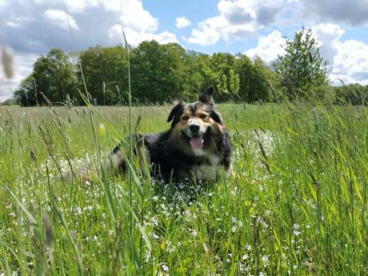 Hundetreffen-Spielen!!!-Bild