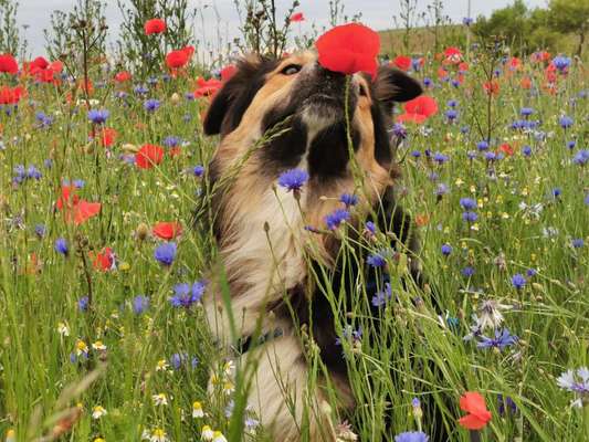 Die Dogorama Monats Challenge "Es grünt und blüht"-Beitrag-Bild