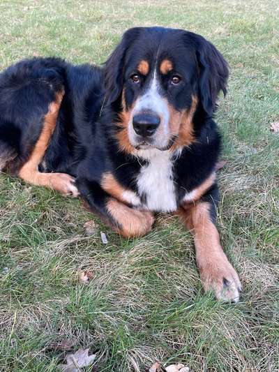 Berner Sennen-Beitrag-Bild