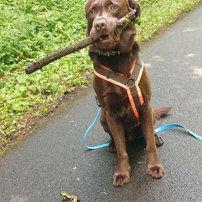 Hundetreffen-Gemeinsame Gassi Runde-Bild