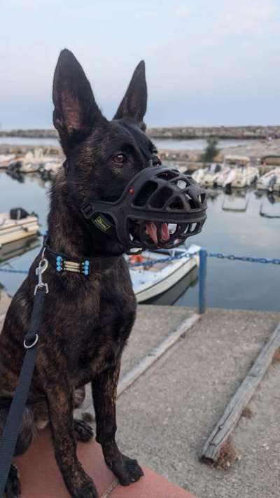 Hundetreffen-Rüpel Junghund sucht standfeste Gassibegleitung-Bild