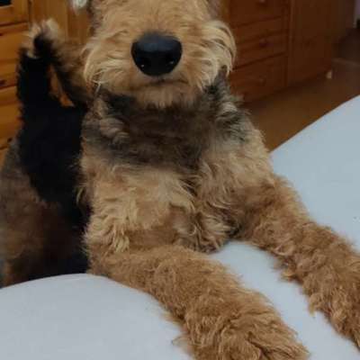 Airedale Terrier-Beitrag-Bild