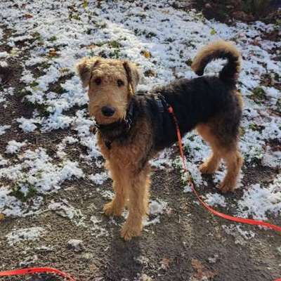 Airedale Terrier-Beitrag-Bild