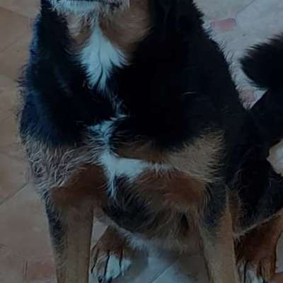 Airedale Terrier-Beitrag-Bild