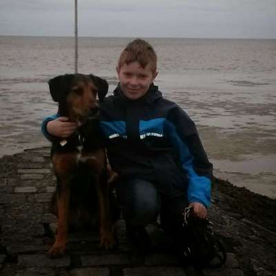 Airedale Terrier-Beitrag-Bild