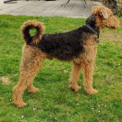 Airedale Terrier-Beitrag-Bild