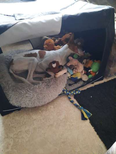 Windhunde - Treffen der besonderen Schönheiten
HERZLICH WILLKOMMEN-Beitrag-Bild