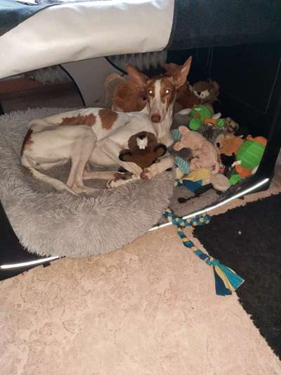 Windhunde - Treffen der besonderen Schönheiten
HERZLICH WILLKOMMEN-Beitrag-Bild