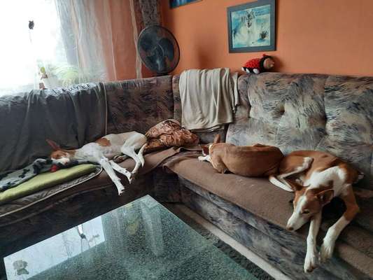 Windhunde - Treffen der besonderen Schönheiten
HERZLICH WILLKOMMEN-Beitrag-Bild