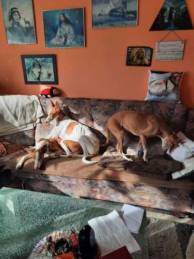 Windhunde - Treffen der besonderen Schönheiten
HERZLICH WILLKOMMEN-Beitrag-Bild