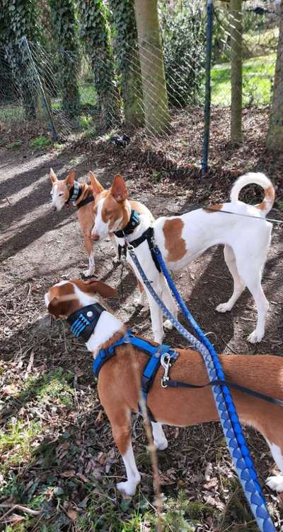 Windhundtreffen - PLZ-Beitrag-Bild