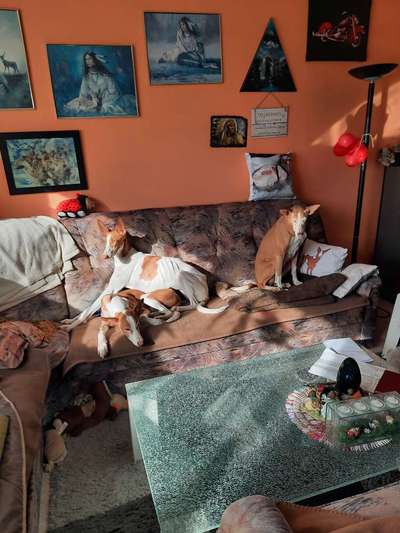 Windhunde - Treffen der besonderen Schönheiten
HERZLICH WILLKOMMEN-Beitrag-Bild