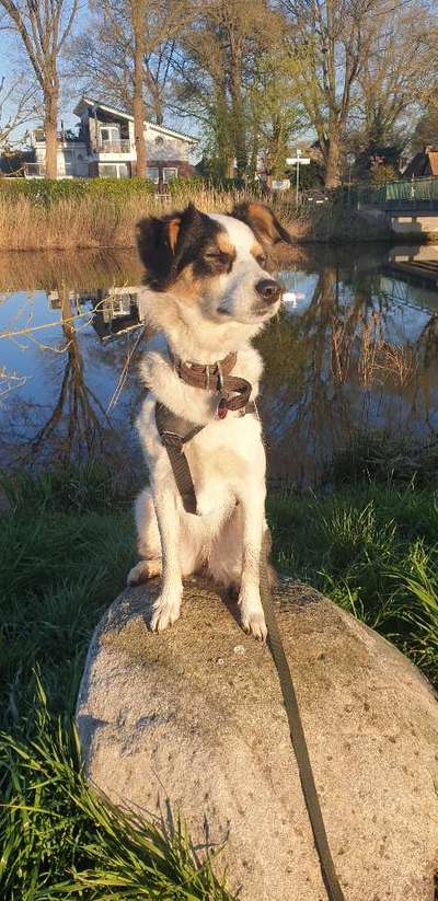 Auslandstierschutz-Beitrag-Bild