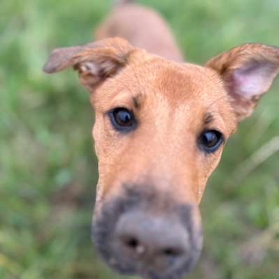 Hundetreffen-Fellnasen-Meeting – Spaß & Spiel & Gassi-Bild