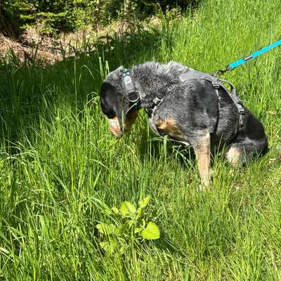 Hundetreffen-Gassirunde-Bild