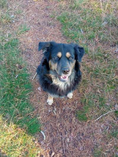 Die Dogorama Kalender Challenge Titelbild-Beitrag-Bild