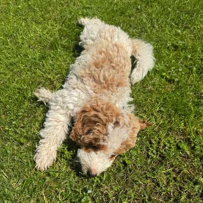 Hundetreffen-Welpentreffen im Hackhauserwald-Bild