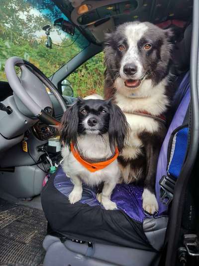 Die Dogorama Kalender Challenge Titelbild-Beitrag-Bild