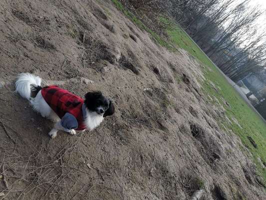 Hundeauslaufgebiet-Breukelmannhof-Bild