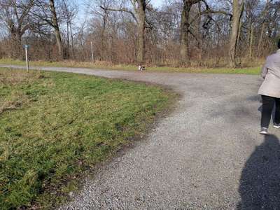 Hundeauslaufgebiet-Rheinaue Friemersheim-Bild