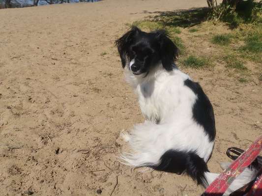 Hundeauslaufgebiet-Sechs Seenplatte-Bild