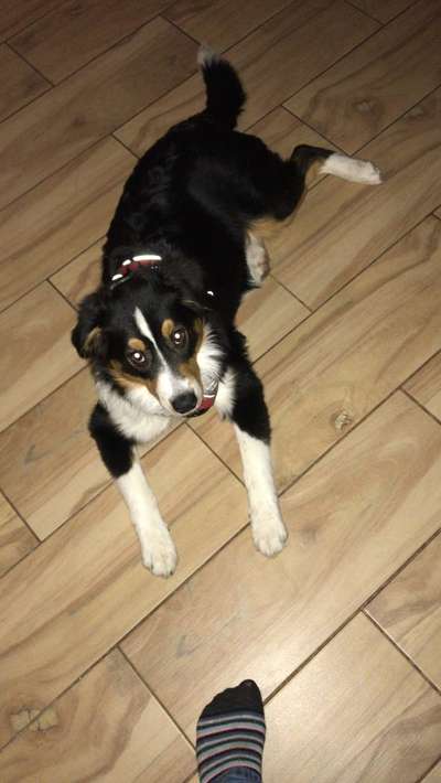 Wo sind die Aussies??-Beitrag-Bild