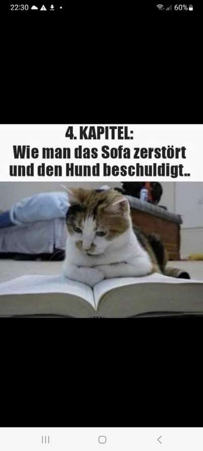 Hunde Memes-Beitrag-Bild
