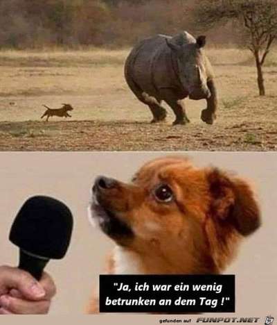 Hunde Memes-Beitrag-Bild