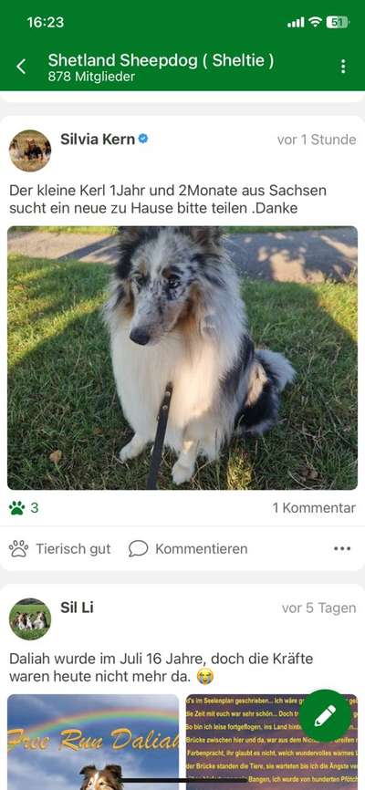 Nadel im Heuhaufen gesucht - mittelgroße Begleithunderasse-Beitrag-Bild