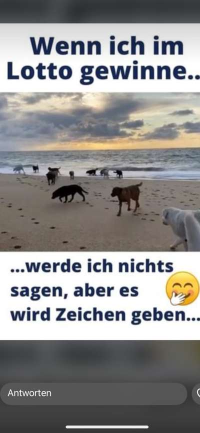 Hunde Memes-Beitrag-Bild