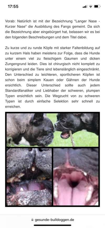 Überbiss beim Welpe-Beitrag-Bild