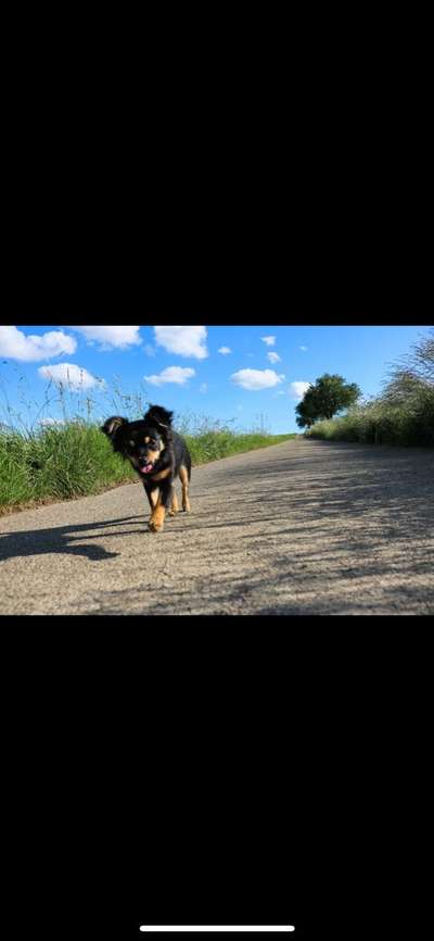 Die Dogorama Wochen Challenge-Beitrag-Bild