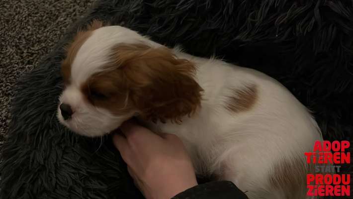 Dogorama Photo Challenge - "Adoptieren statt Produzieren" mit Gewinnspiel-Beitrag-Bild