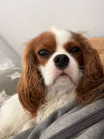 Cavaliere-Beitrag-Bild