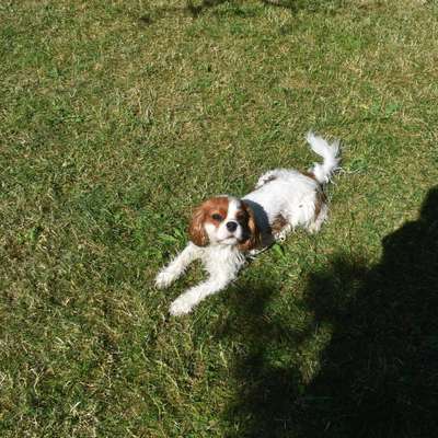 Hundetreffen-Gemeinsamer Spaziergang-Bild